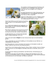 Pflanzensteckbrief-Christrose-Seite-2.pdf